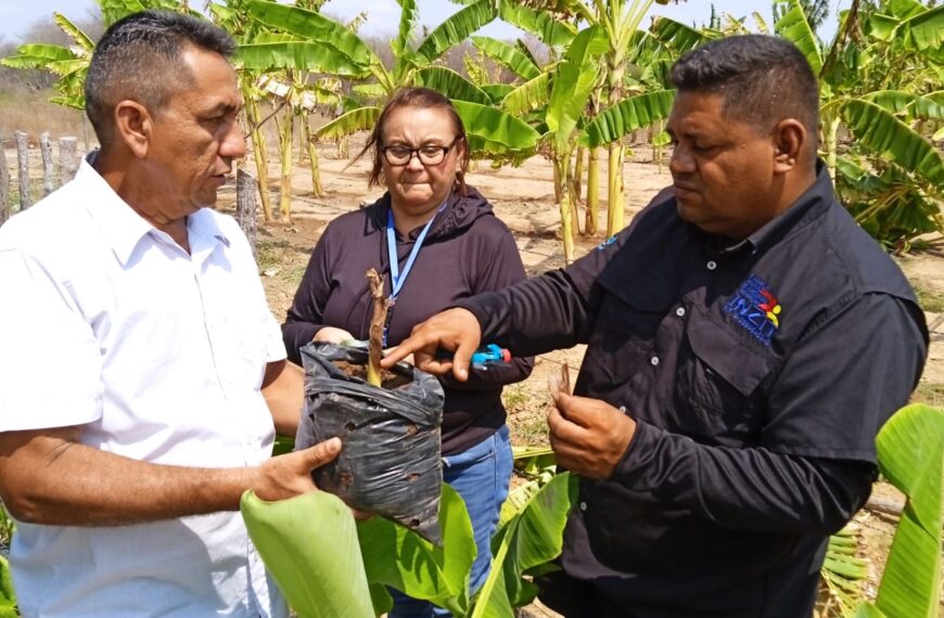Realizan diagnóstico fitosanitario en producción de musáceas en el Zulia