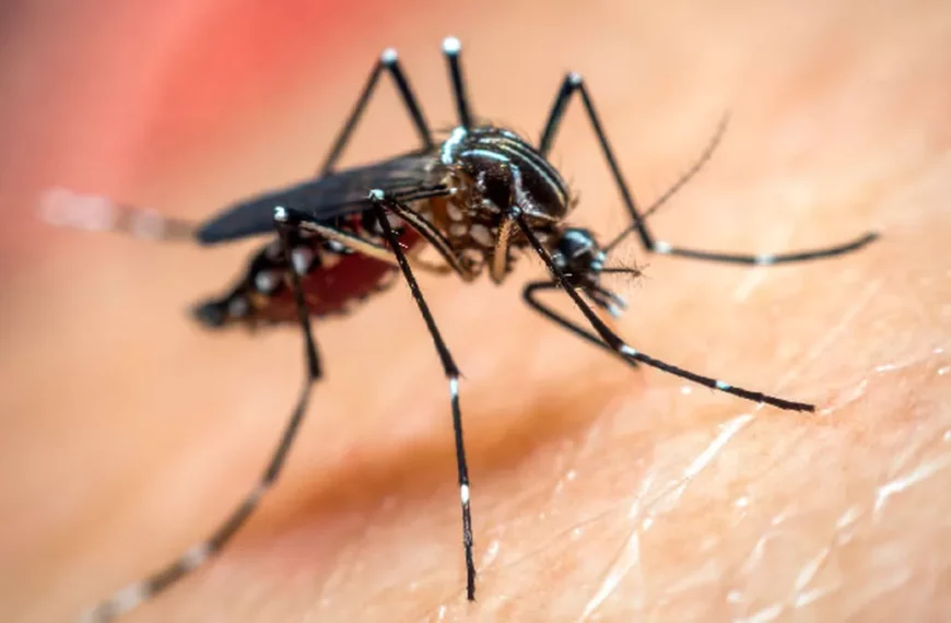 Brasil liberará millones de mosquitos con bacteria Wolbachia para enfrentar al dengue