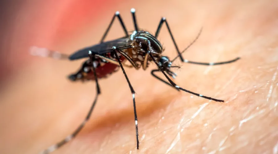 dengue
