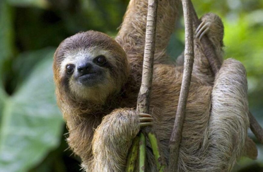 Biodiversidad: elemento clave para garantizar la sobrevivencia