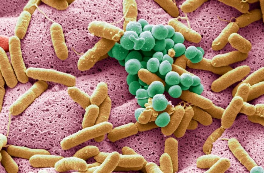 La microbiota intestinal: clave para la salud humana y la funcionalidad cerebral