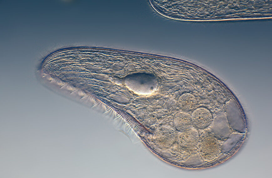 La importancia de los ciliados en los ecosistemas acuáticos